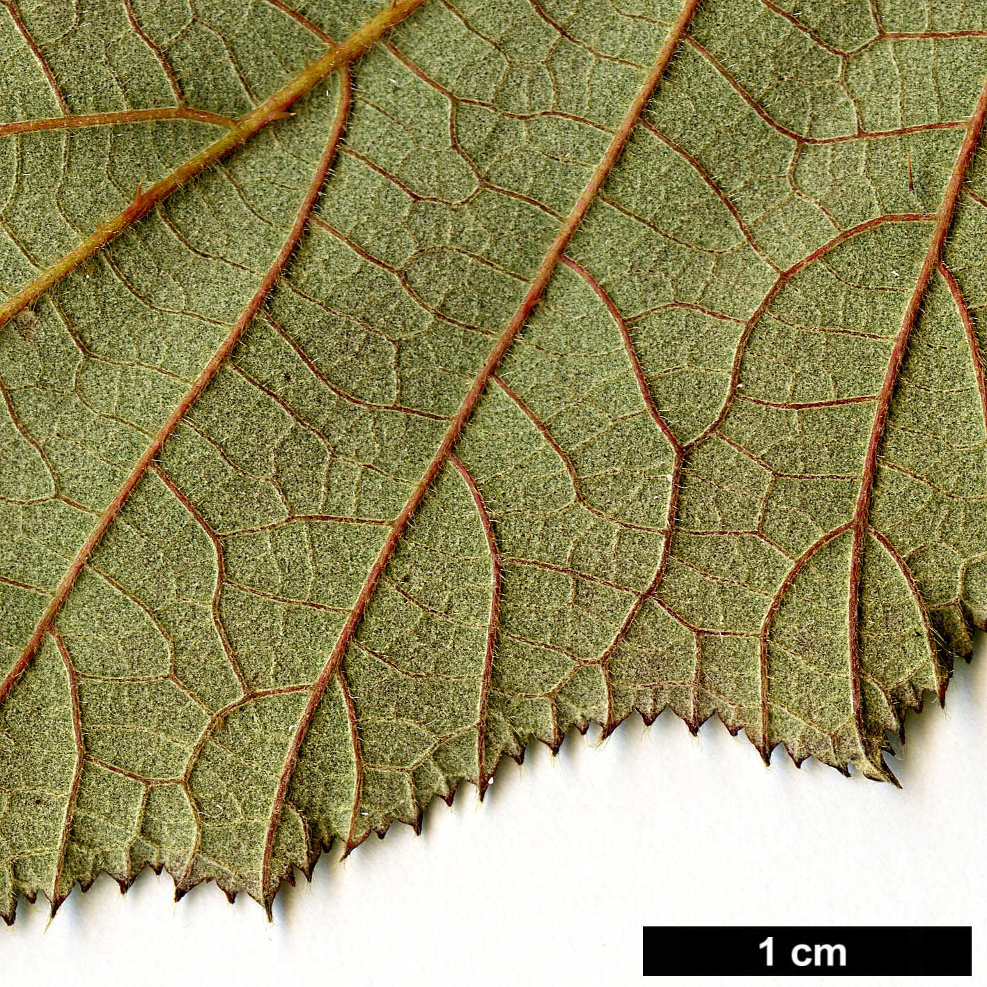 High resolution image: Family: Rosaceae - Genus: Rubus - Taxon: paniculatus